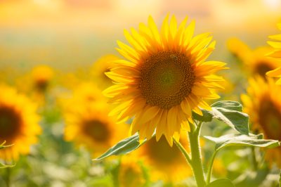 Sunflowers field with sunflowers in summer